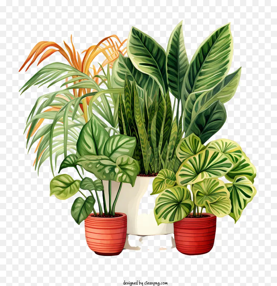 Journée D'appréciation Des Plantes D'intérieur，Plantes En Pot PNG