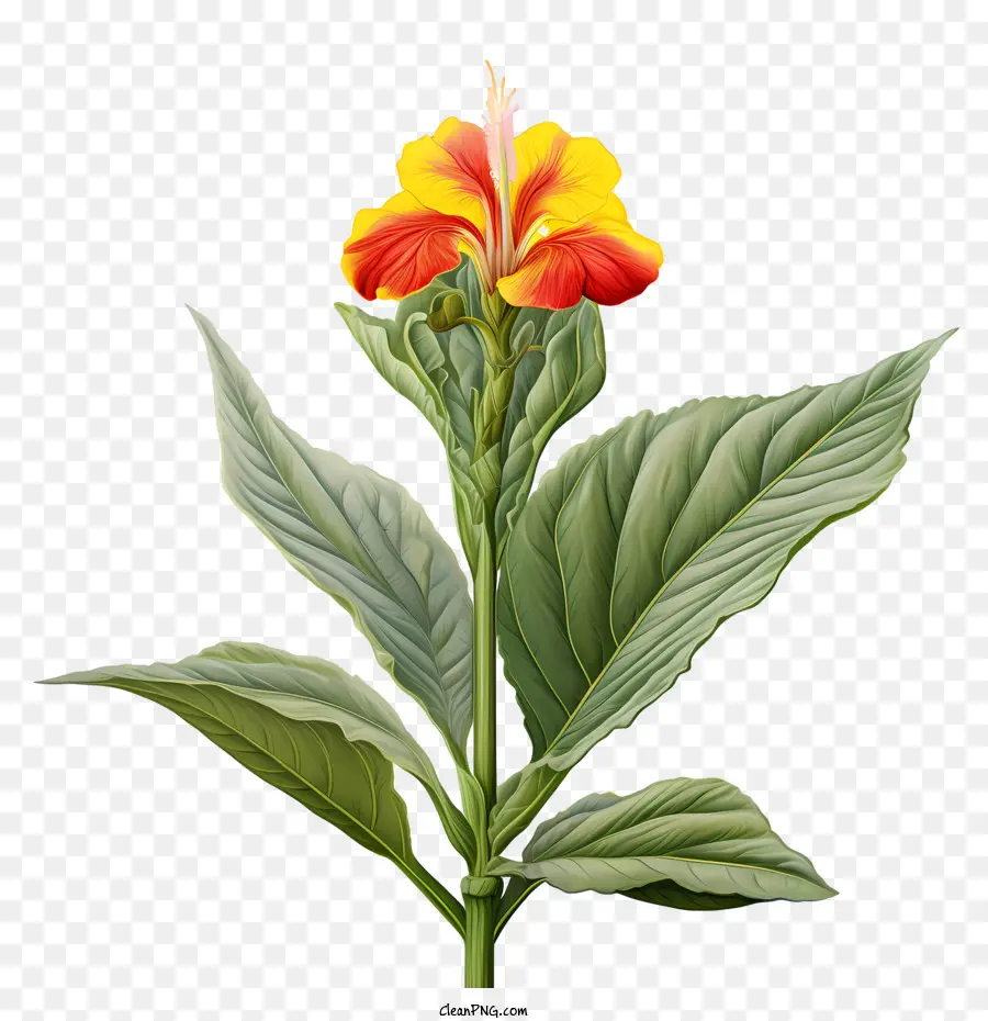 Canna Indica，Fleurs Oranges PNG