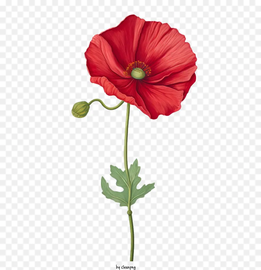 Fleur De Pavot，Fleur De Coquelicot Rouge PNG