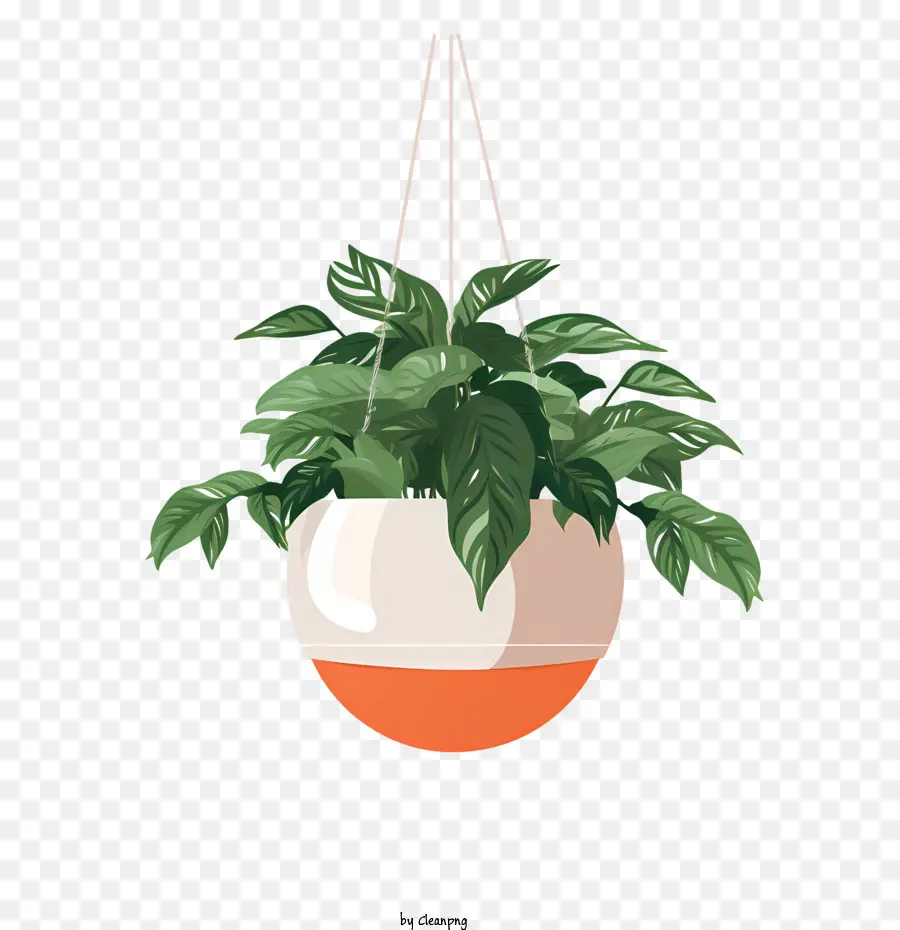 Plante Suspendue Avec Pot，Plante PNG