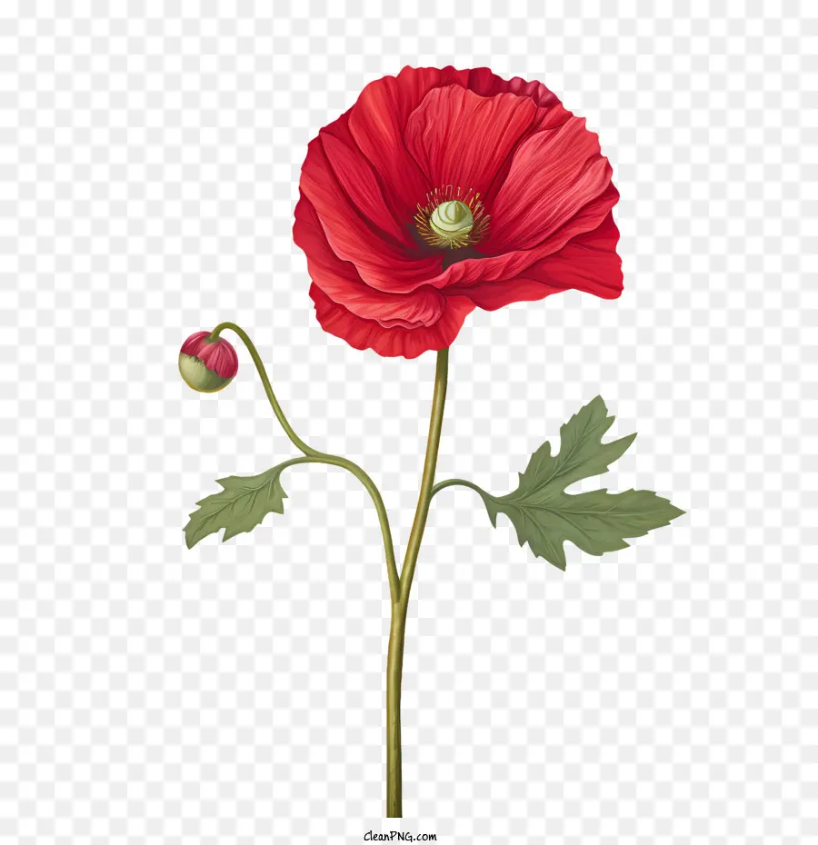 Fleur De Pavot，Fleur De Coquelicot Rouge PNG