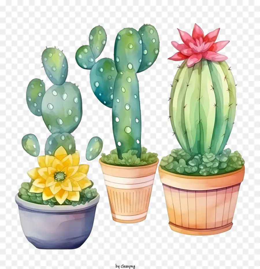 Cactus，Succulent PNG