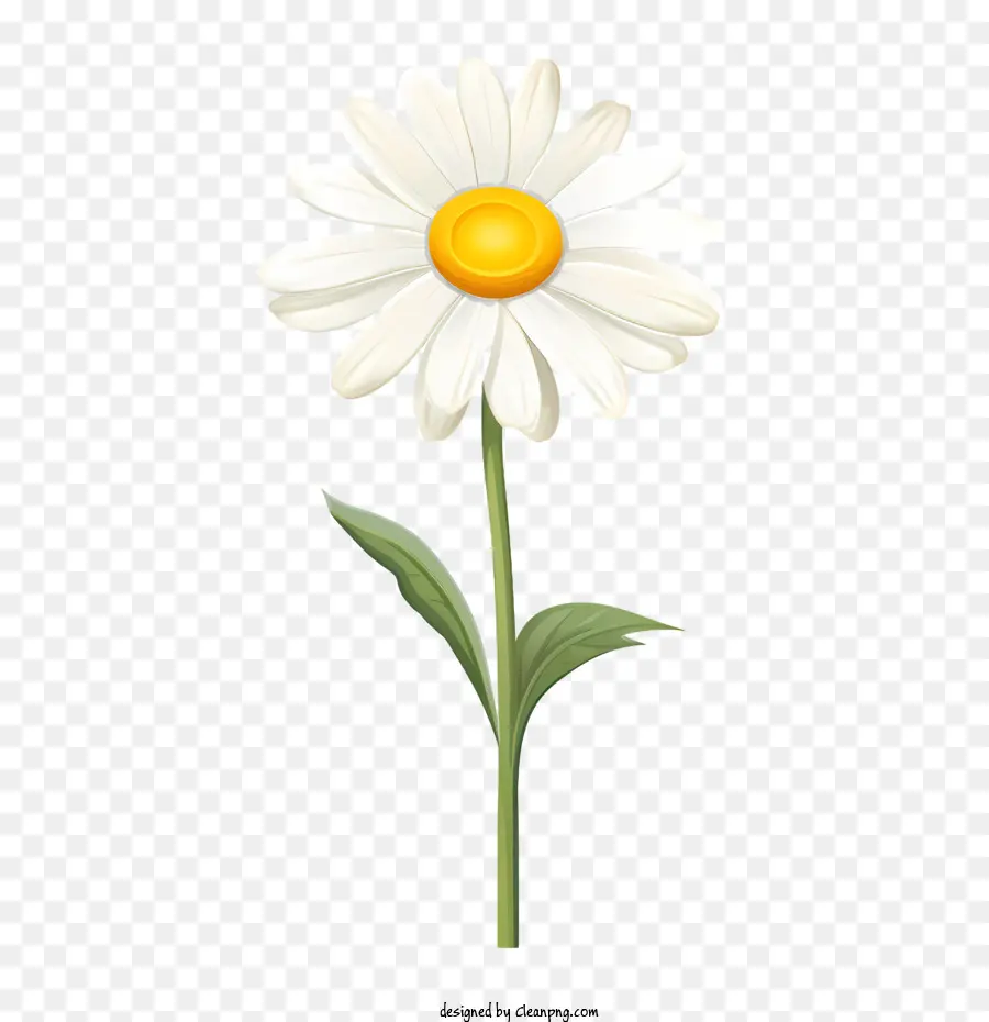 Fleur De Marguerite，Marguerite Blanche PNG