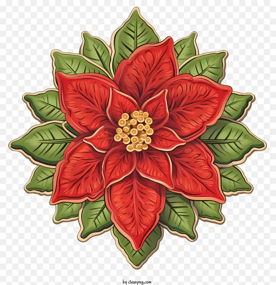 Poinsettia Fleur，Poinsettia Rouge PNG