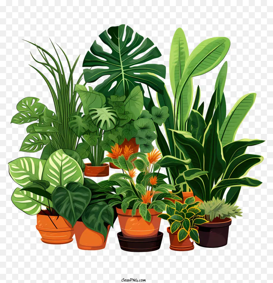 Journée D'appréciation Des Plants De Logement，Plantes D'intérieur PNG
