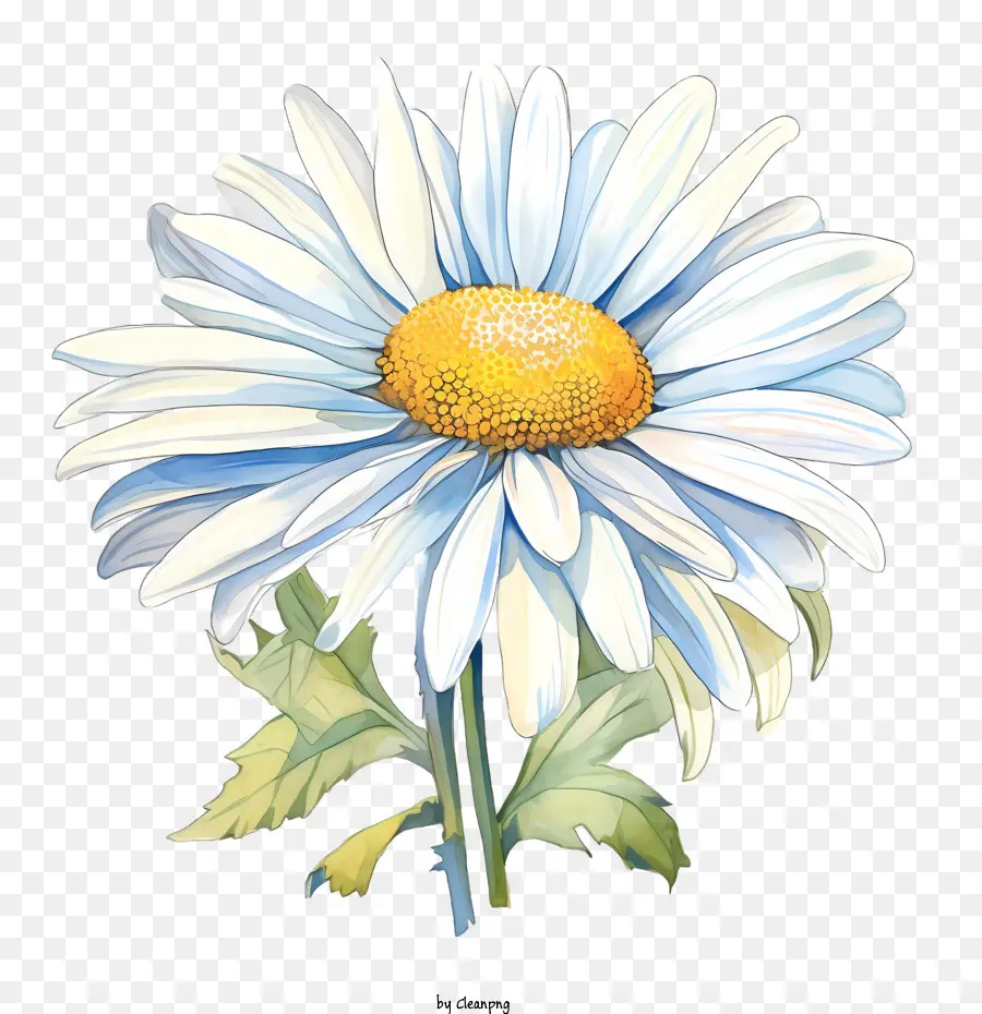 Fleur De Marguerite，Daisy PNG