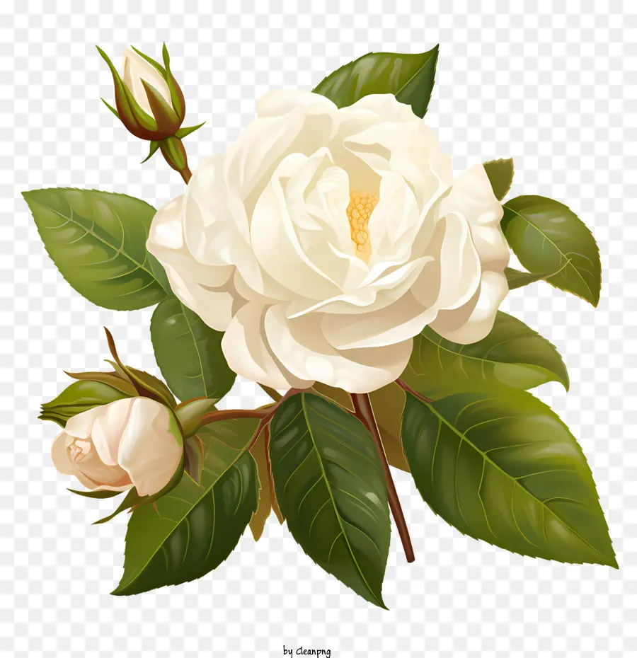 Blanc Fleur Rose，Rose Blanche PNG