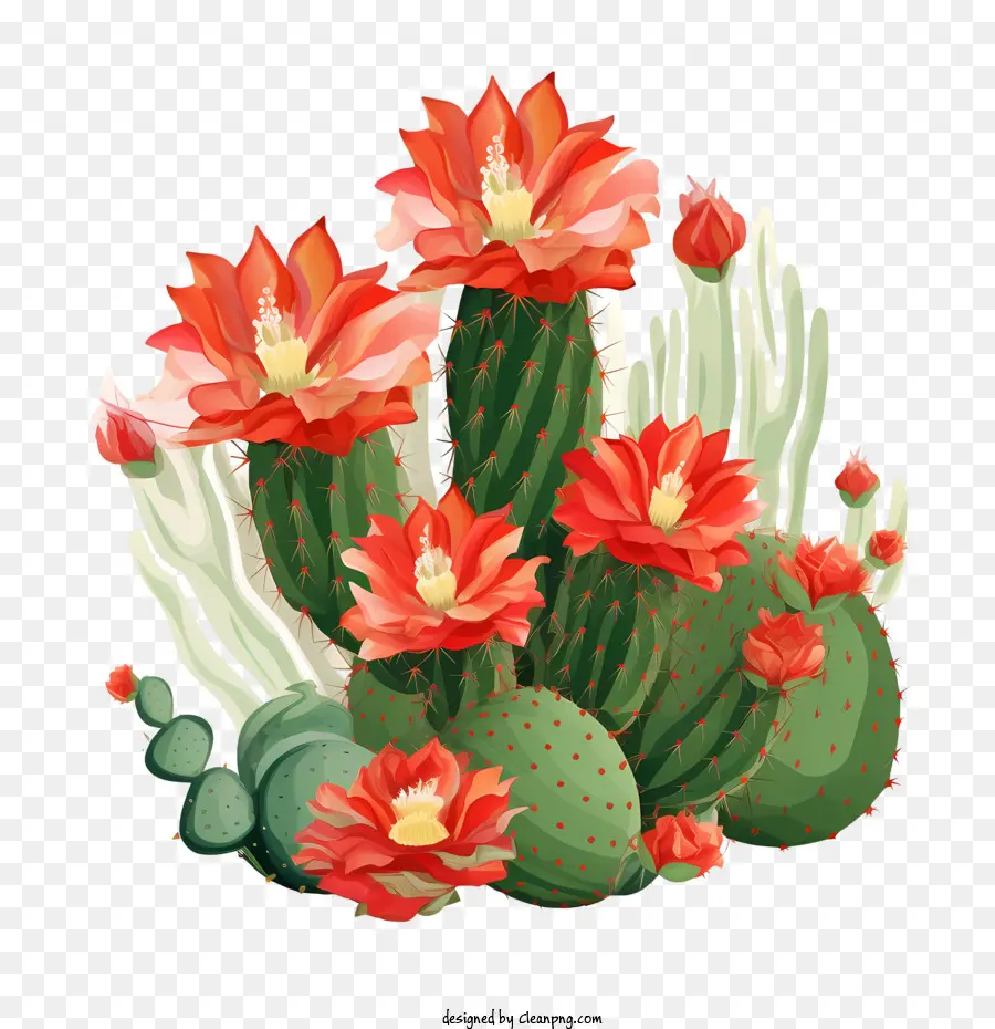 Cactus，Fleurs PNG