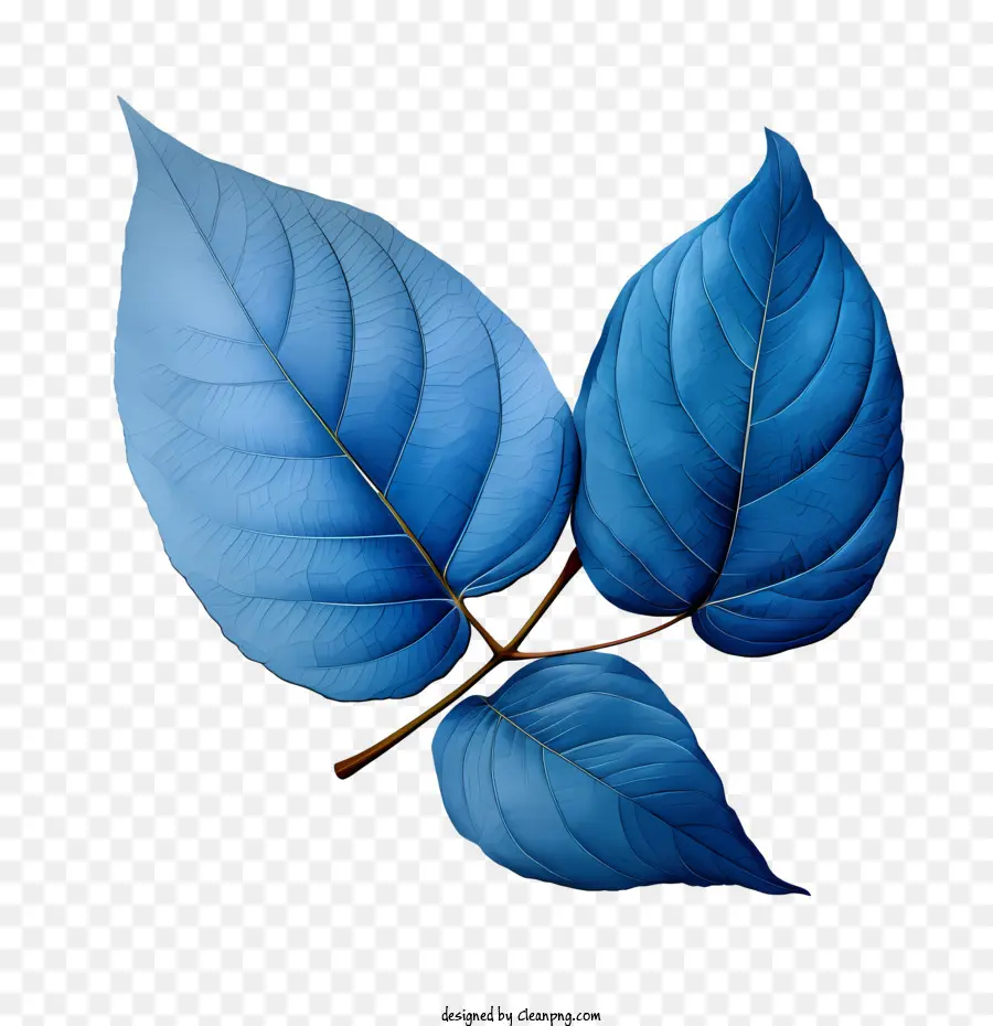 Feuilles Bleues，Feuille PNG