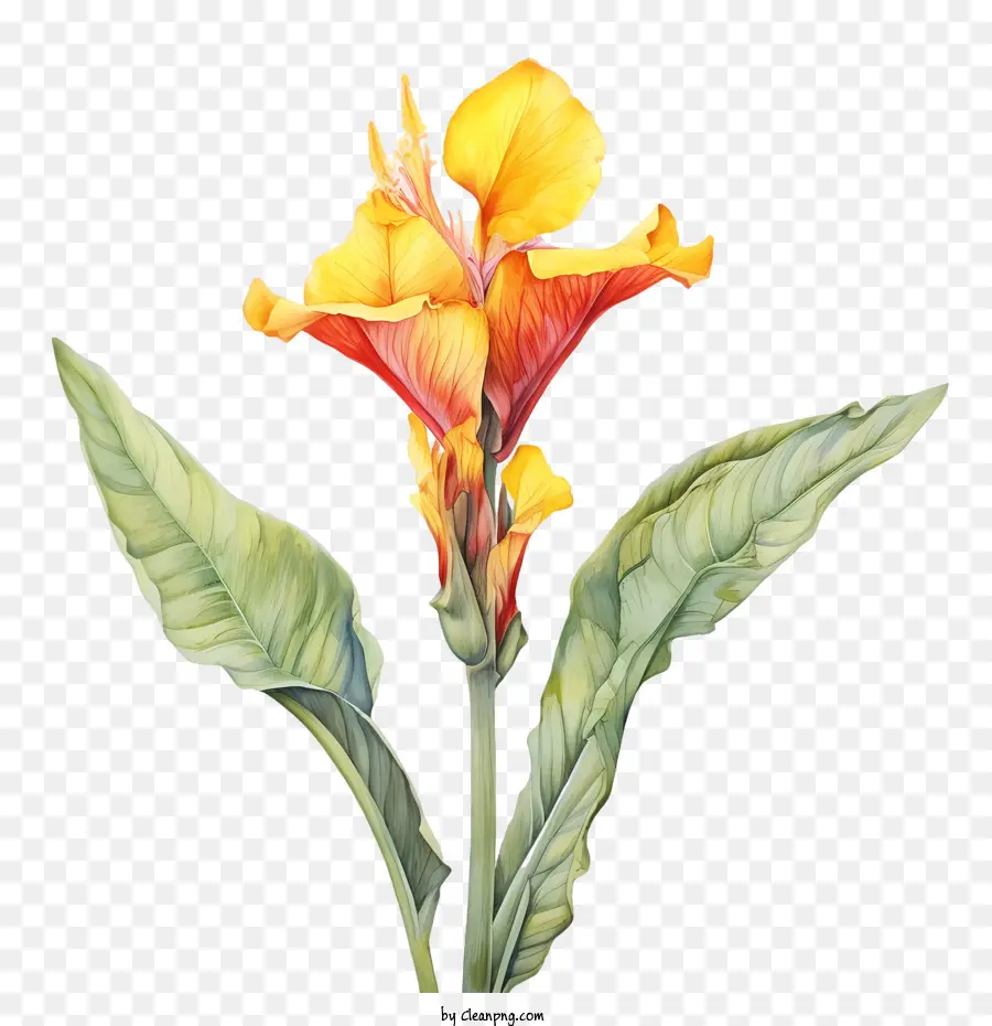 Canna Indica，Fleur D'oranger PNG