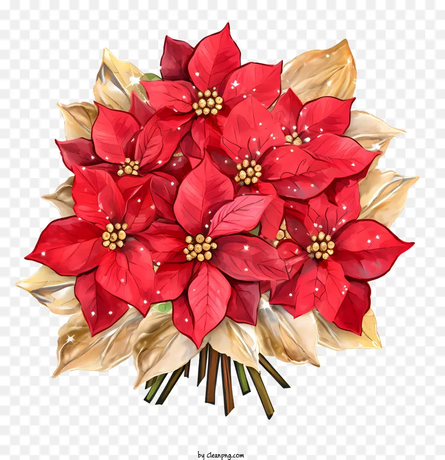 Poinsettia Fleur，Poinsettia Rouge PNG