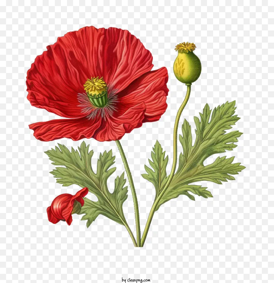 Fleur De Pavot，Coquelicot Rouge PNG