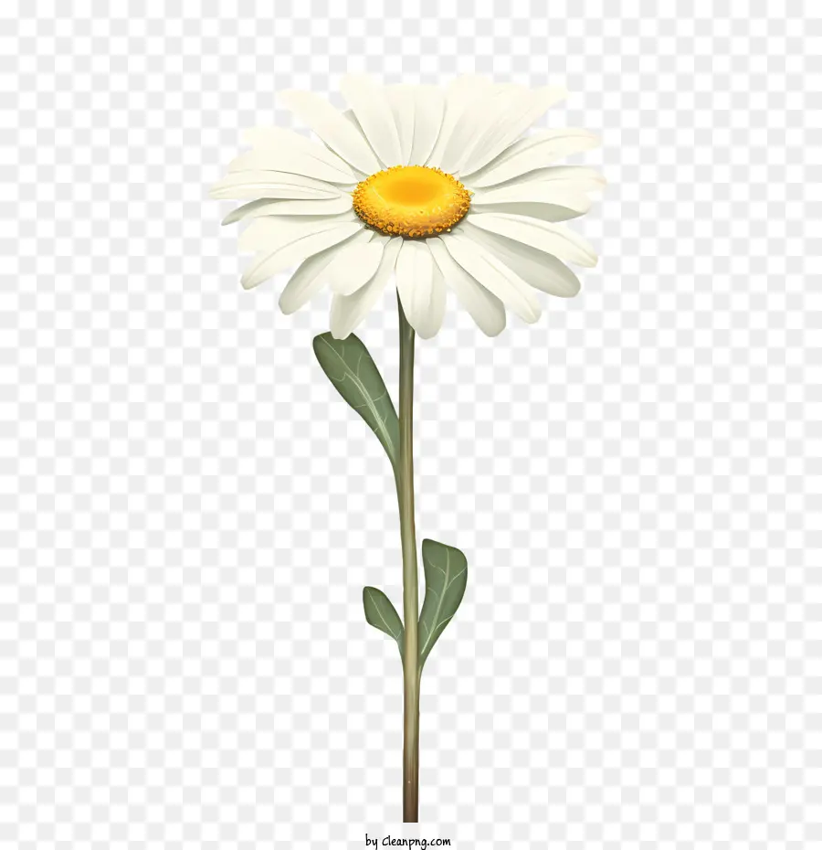 Fleur De Marguerite，Délicat PNG