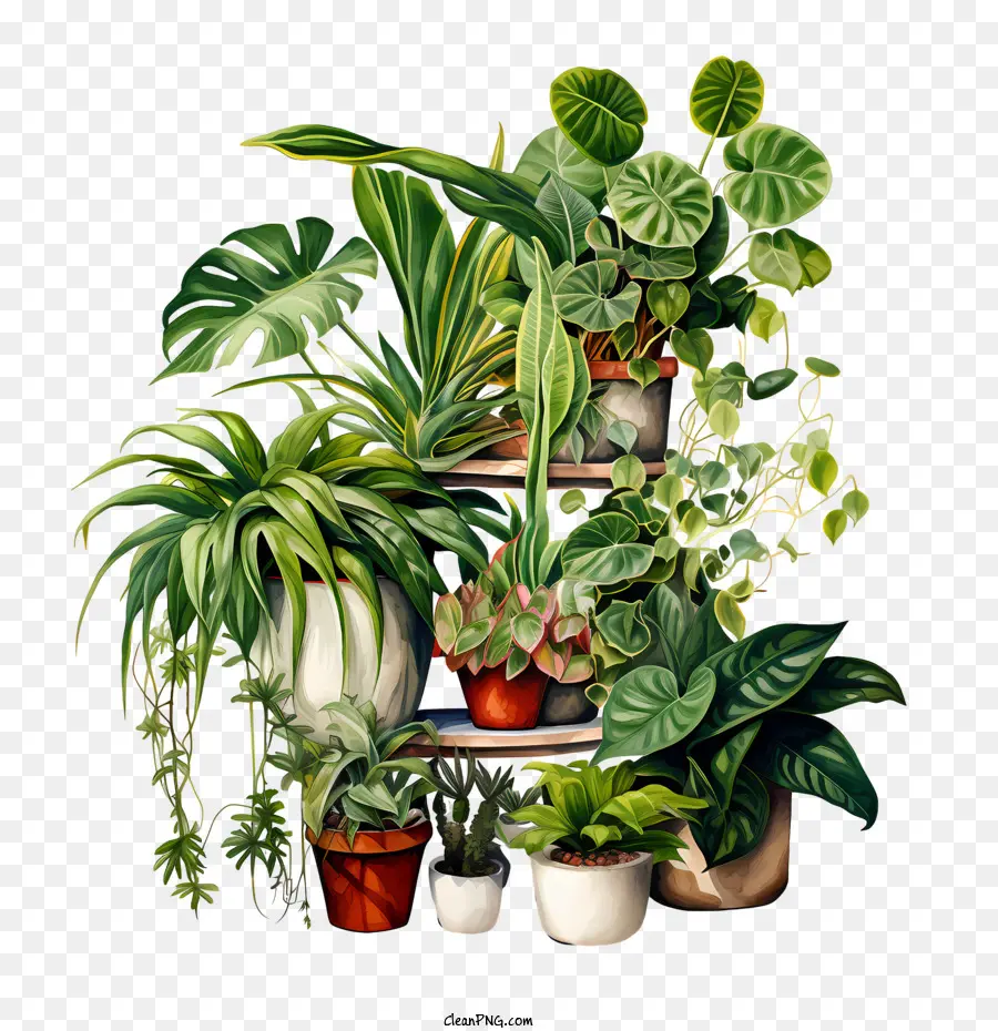 Journée D'appréciation Des Plantes D'intérieur，Plantes PNG