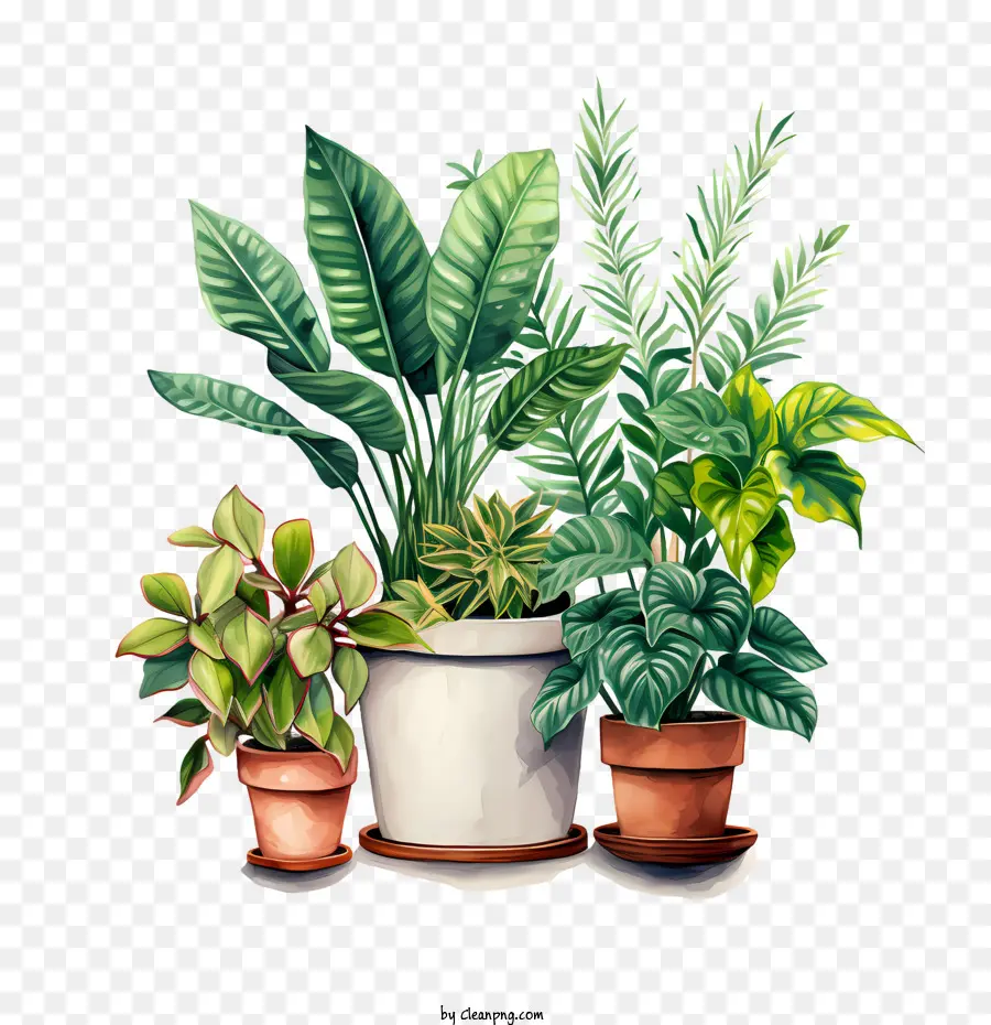 Journée D'appréciation Des Plants De Logement，Plantes En Pot PNG