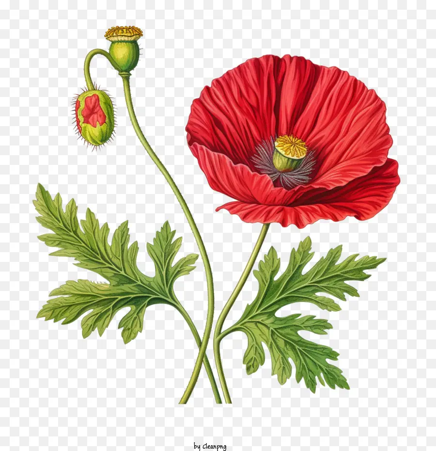 Coquelicot，Rouge PNG