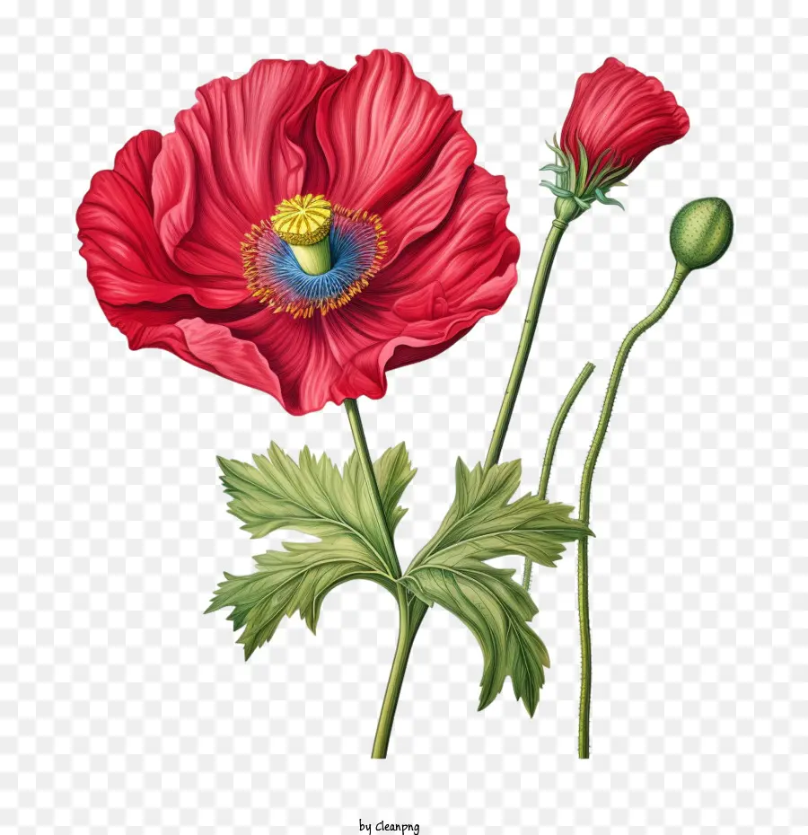 Coquelicot，Pavot Rouge PNG