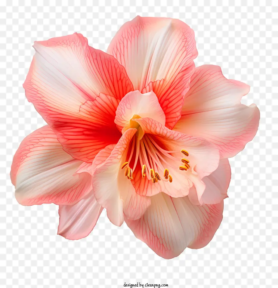 Fleur D'amaryllis，Fleur Rose PNG