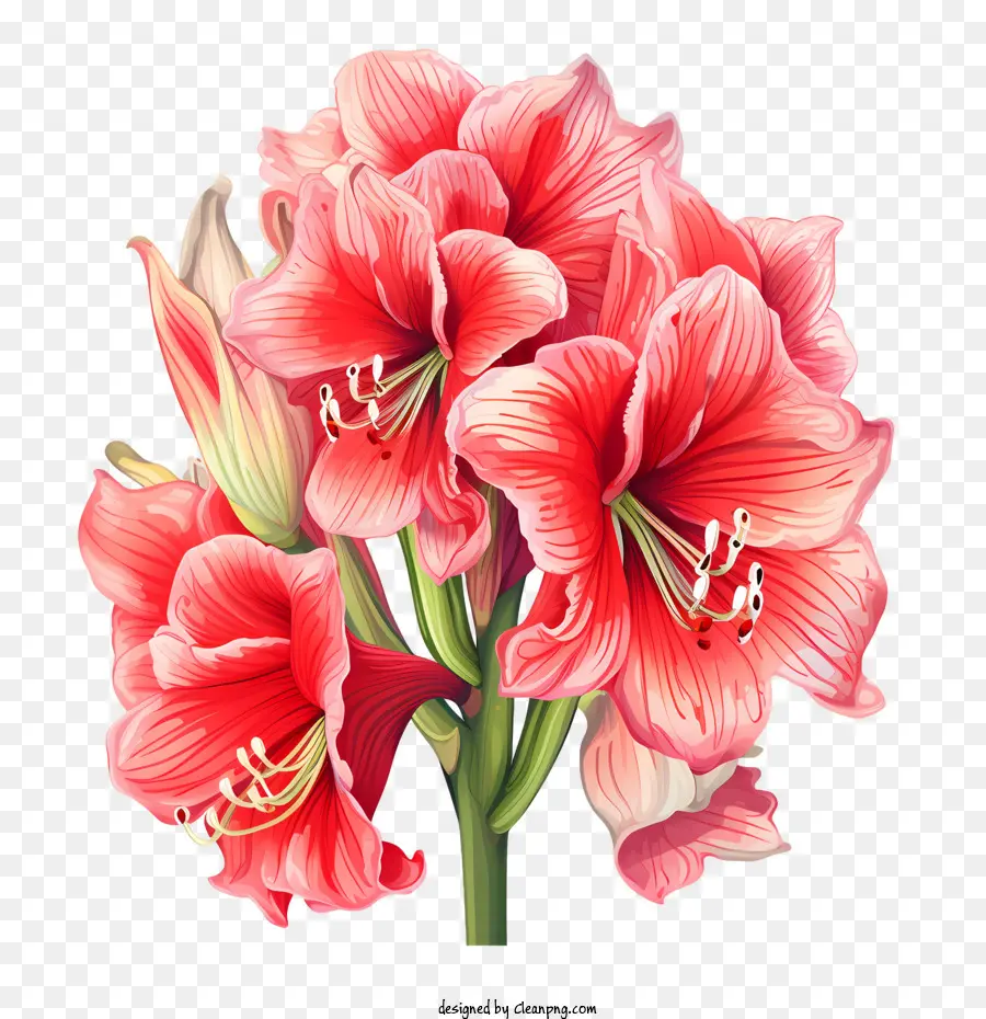 Fleur D'amaryllis，Rouge Amaryllis PNG