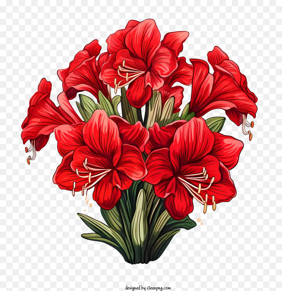 Fleur D'amaryllis，Fleurs Rouges Et Blanches PNG