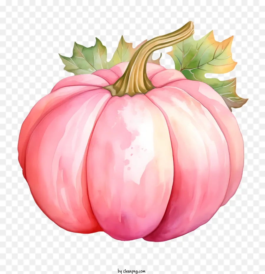 Citrouille Rose，Rose PNG