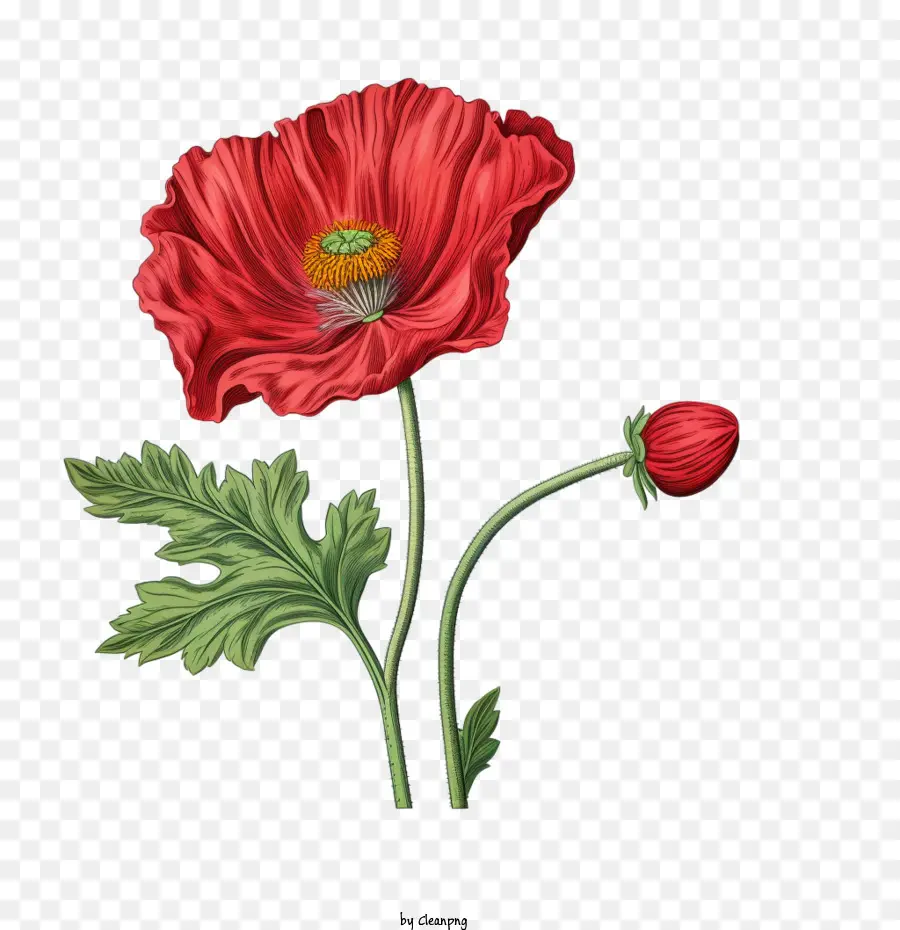 Coquelicot，Fleur PNG