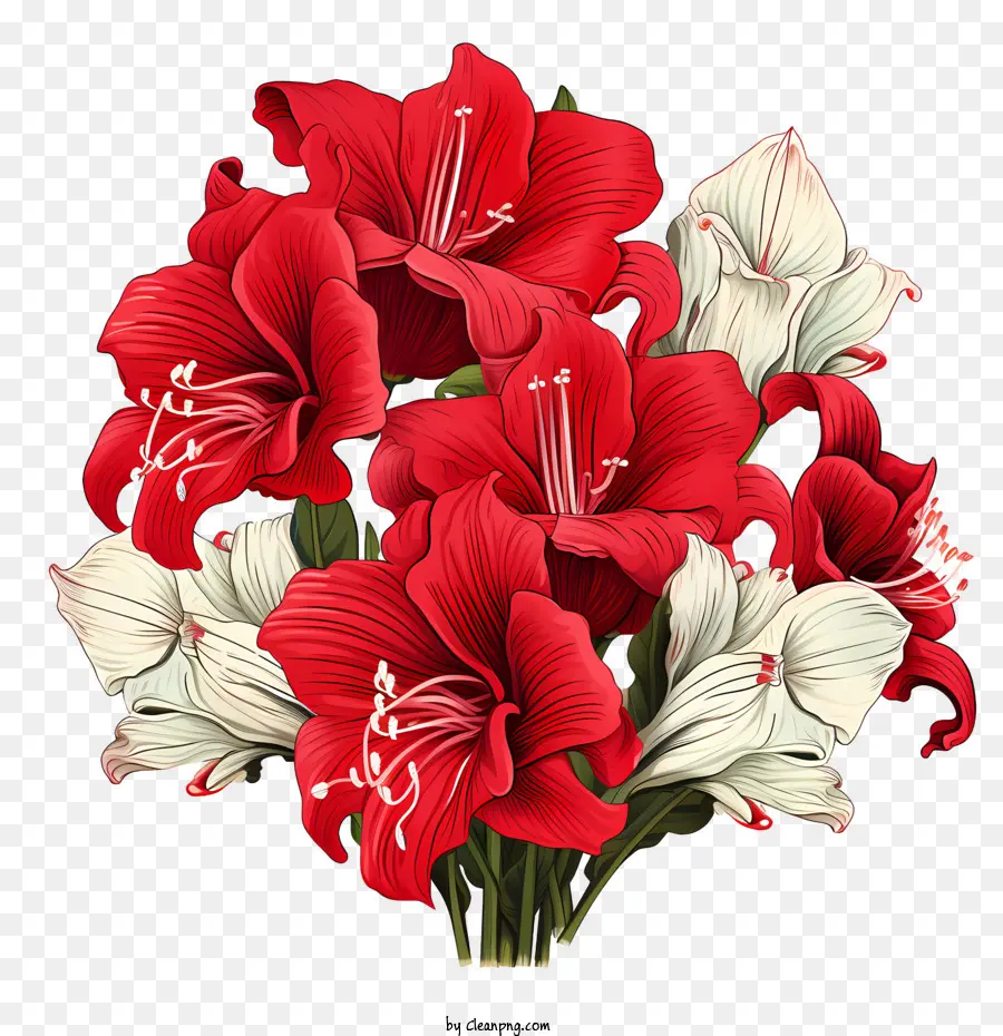 Fleur D'amaryllis，Fleurs Rouges Et Blanches PNG