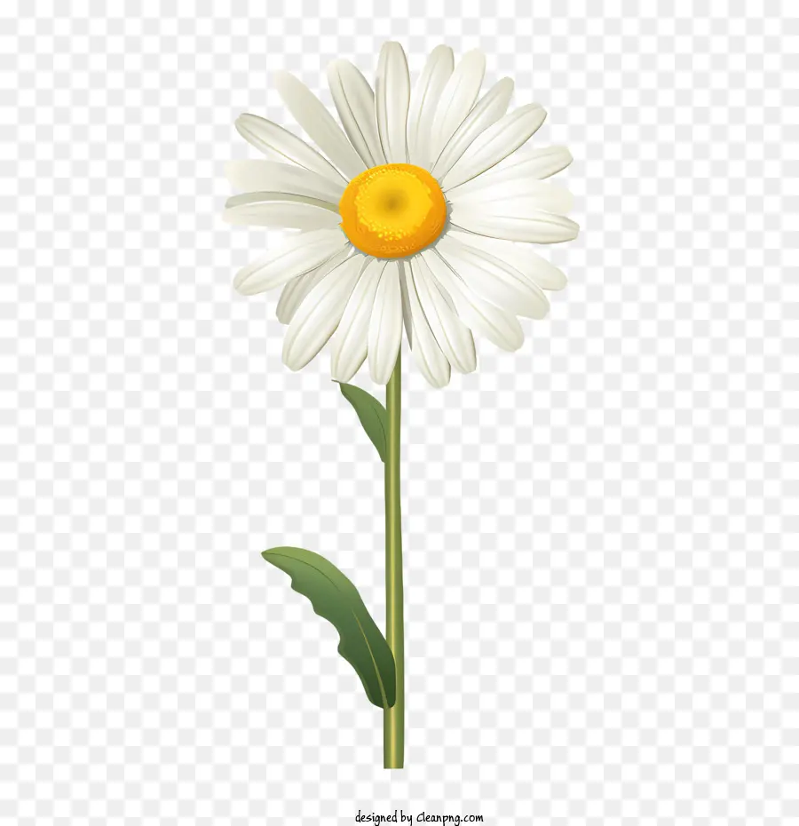 Fleur De Marguerite，Marguerite Blanche PNG