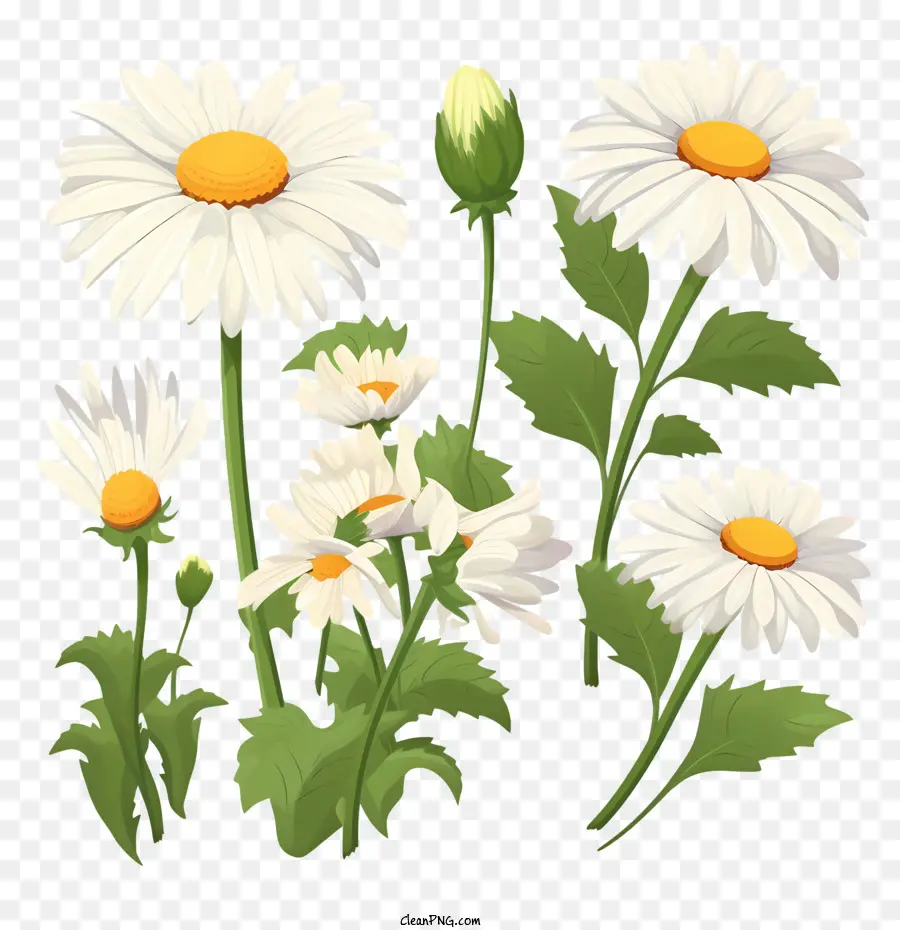 Fleur De Marguerite，Marguerites Blanches PNG