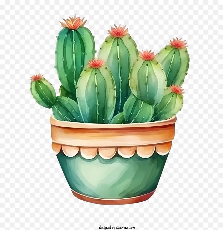 Cactus，Cactus En Pot PNG