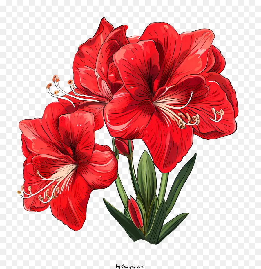 Fleur D'amaryllis，Rouge Amaryllis PNG