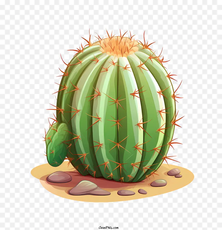 Cactus，Succulent PNG