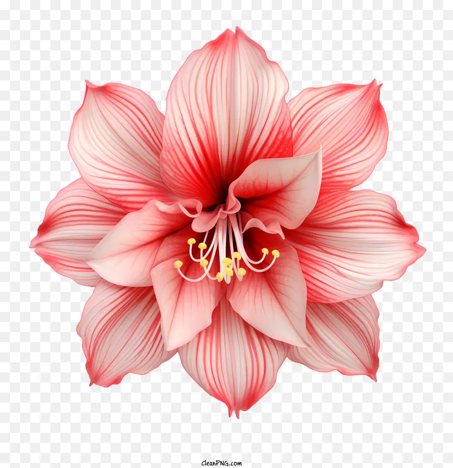 Fleur D'amaryllis，Fleur PNG