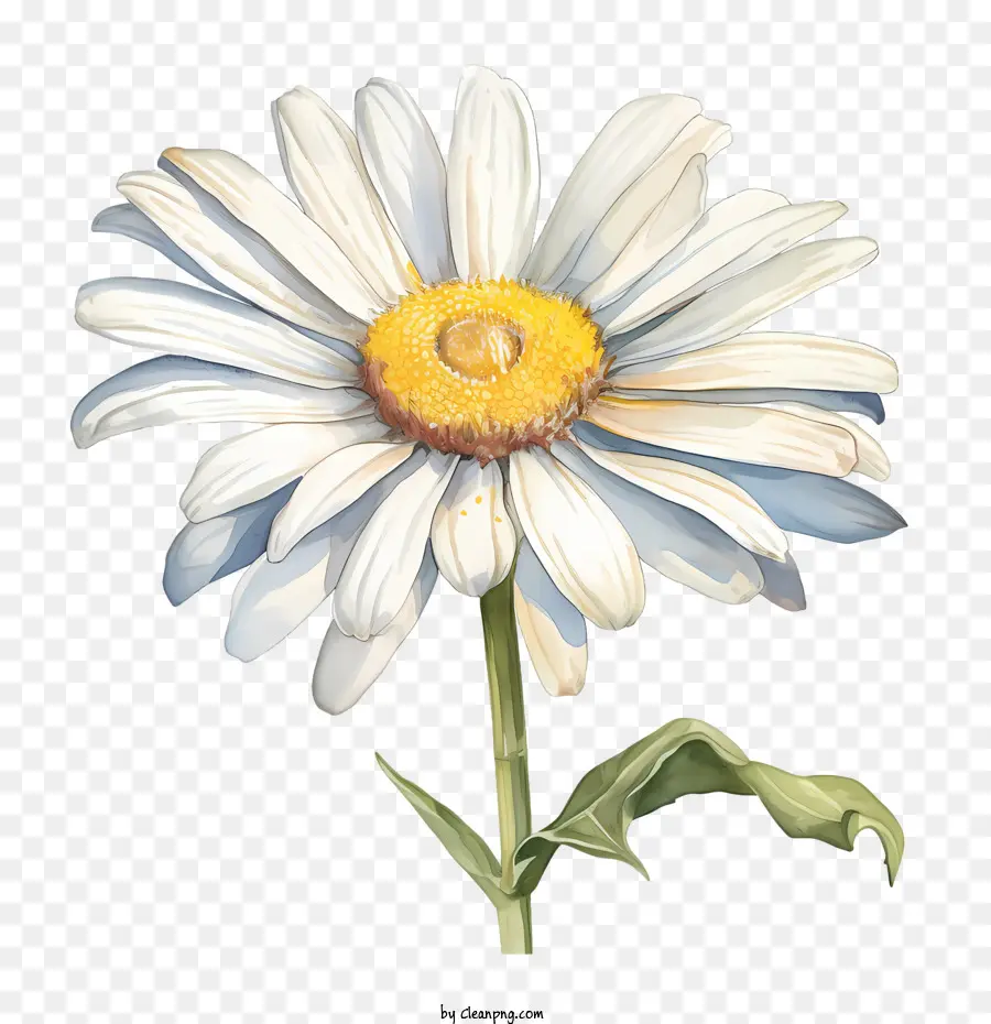 Fleur De Marguerite，Daisy Blanche PNG