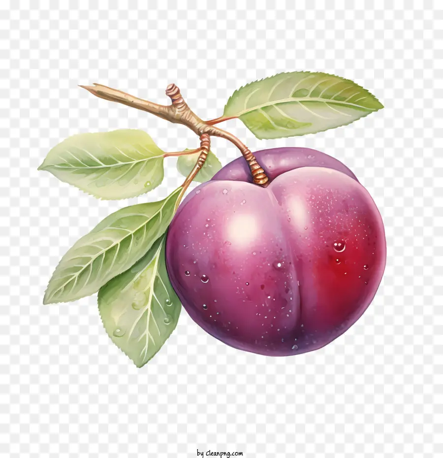 Prune，Fruits PNG