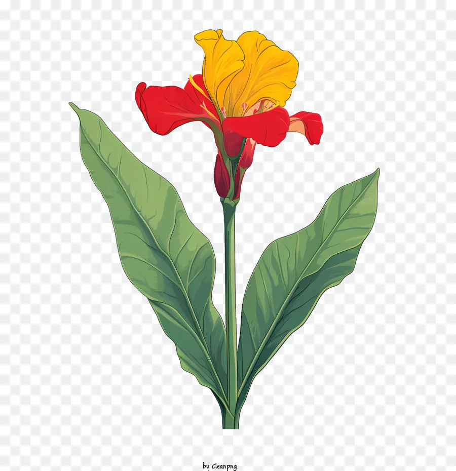 Canna Indica，Fleur D'oranger PNG