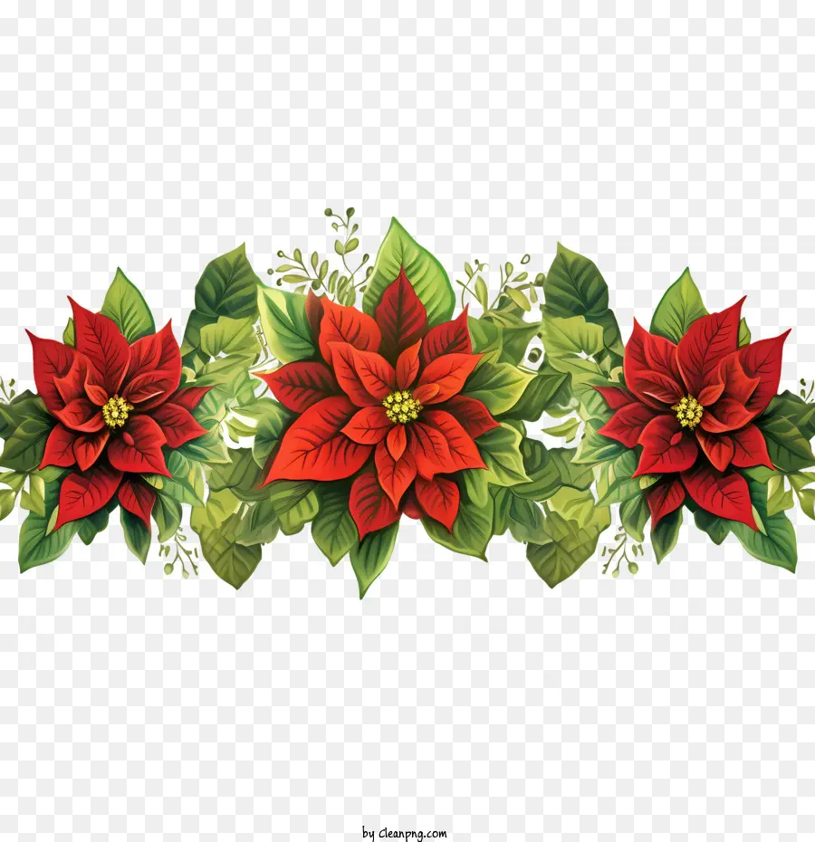 Bordure De Fleur De Poinsettia，Poinsettia Rouge PNG