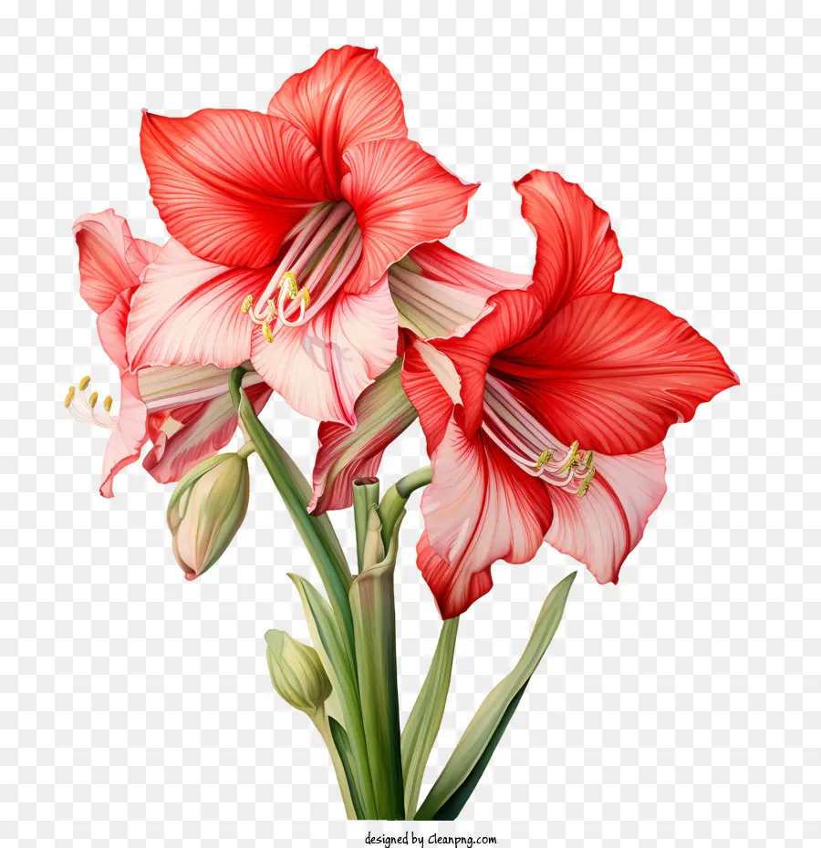 Fleur D'amaryllis，Fleurs Rouges PNG