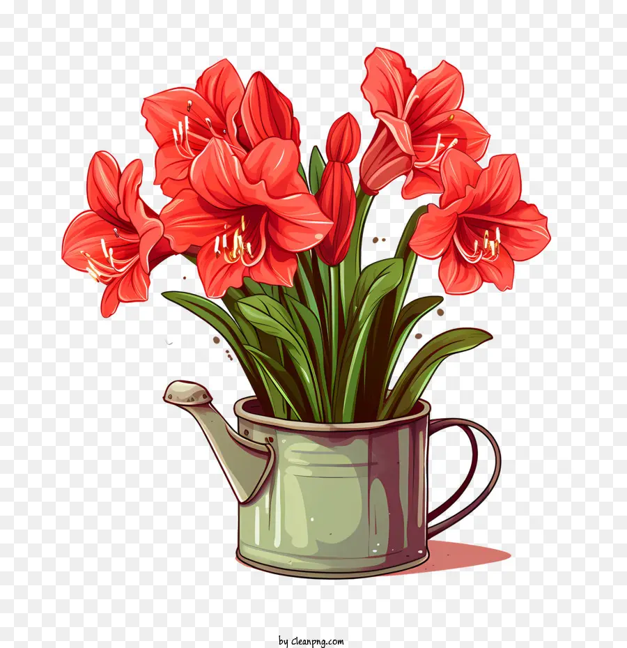 Fleur D'amaryllis，Amaryllis PNG