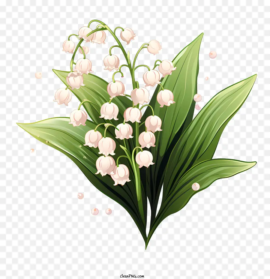 Muguet，Fleurs PNG