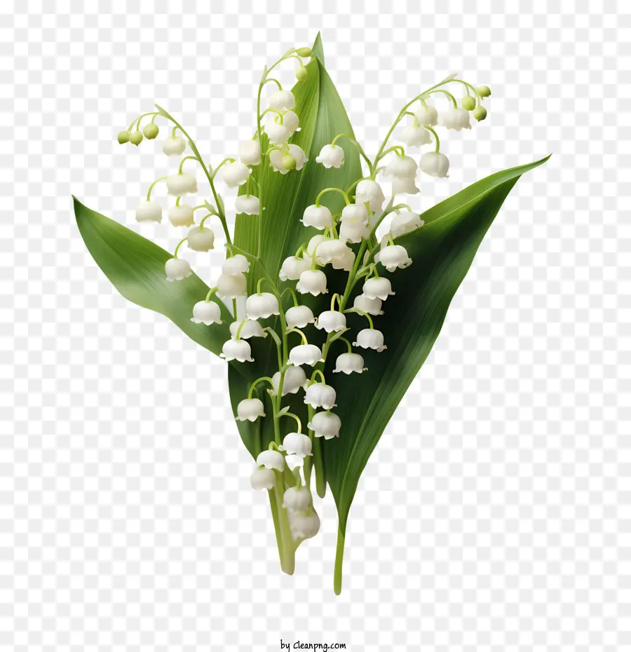 Muguet，Blanc PNG