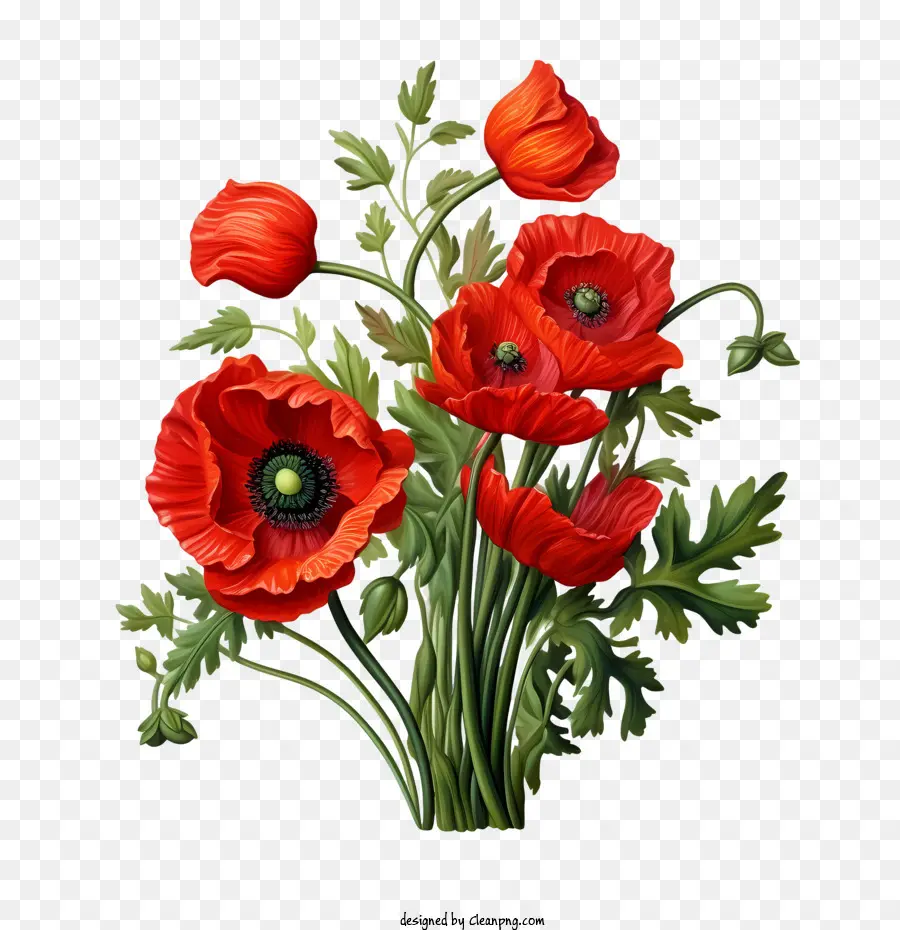 Coquelicot，Pavot Rouge PNG