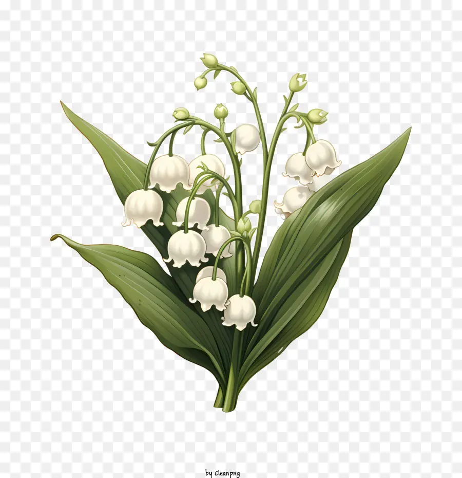 Muguet，Lis PNG