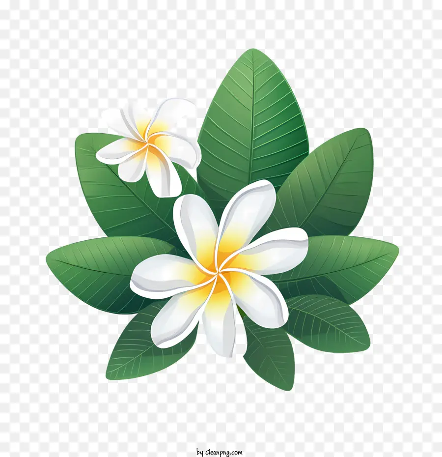 Fleur De Frangipanier，Fleurs Blanches PNG