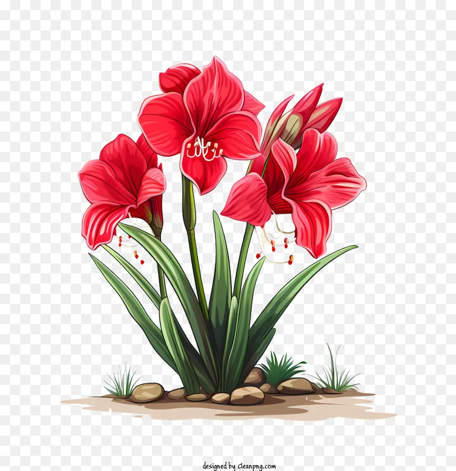 Fleur D'amaryllis，Fleurs Rouges PNG