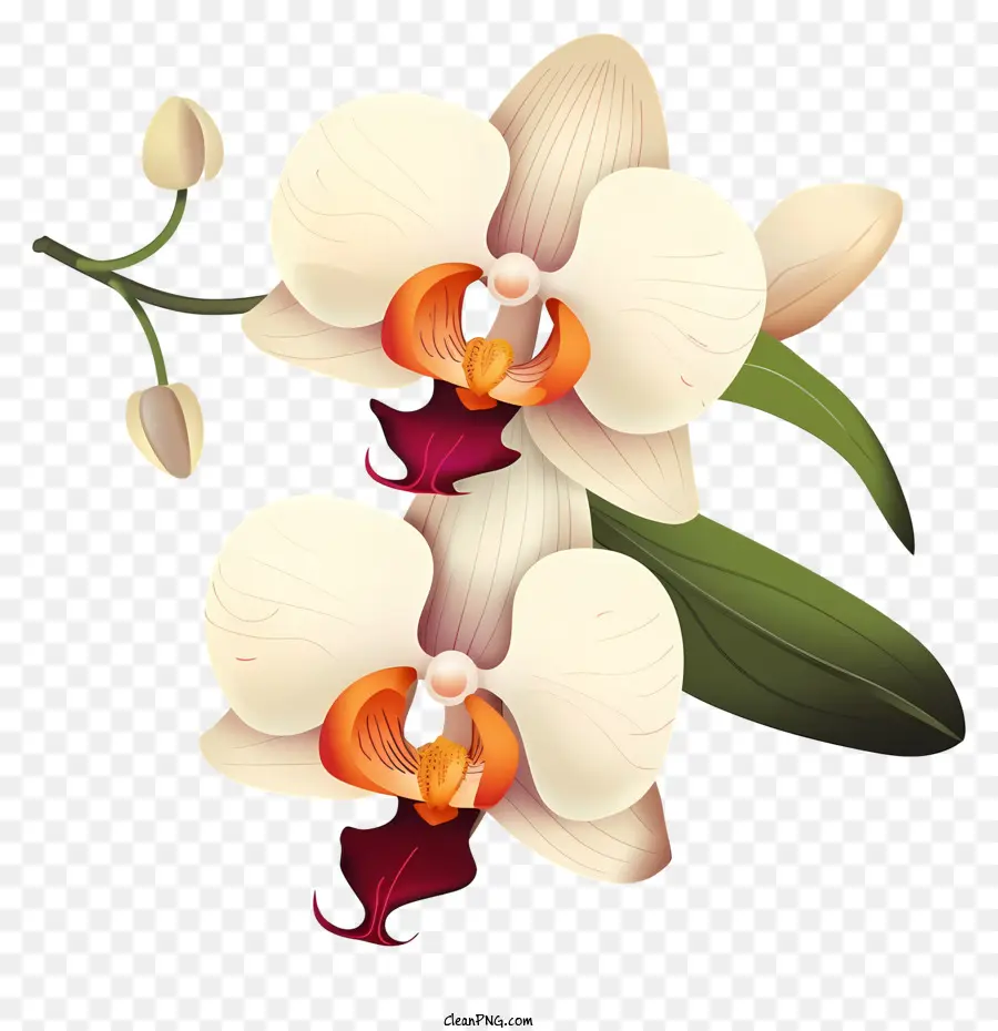 Fleurs D'orchidées，étamines Et Pistils PNG