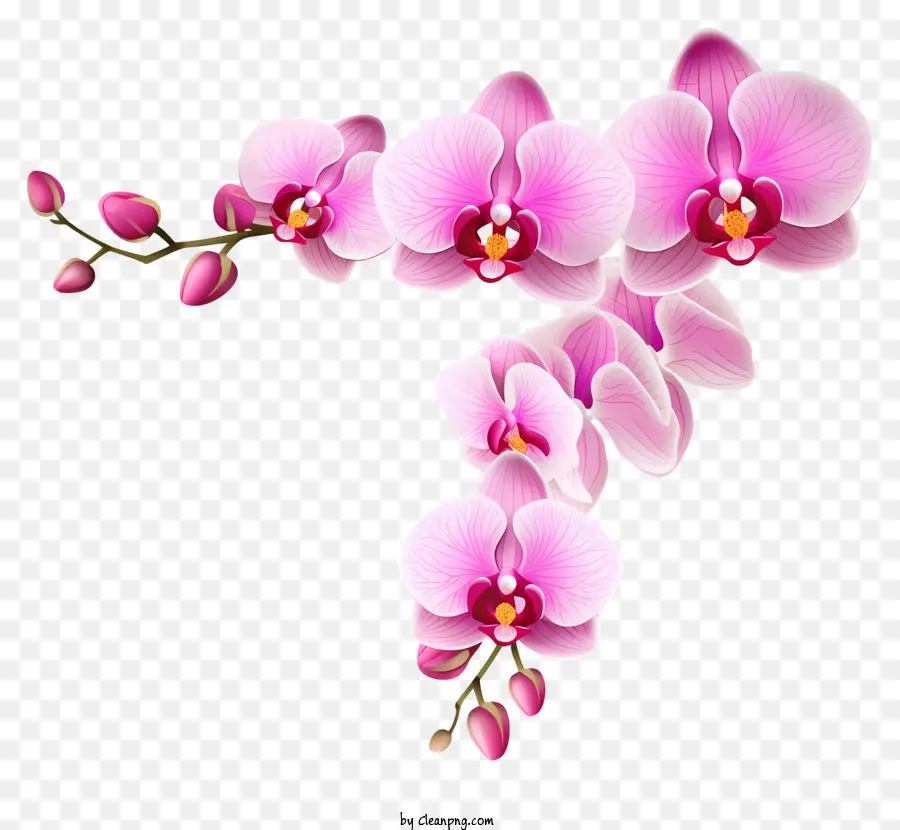 Fleur D'orchidée Rose，Photographie De Fleur De Gros Plan PNG