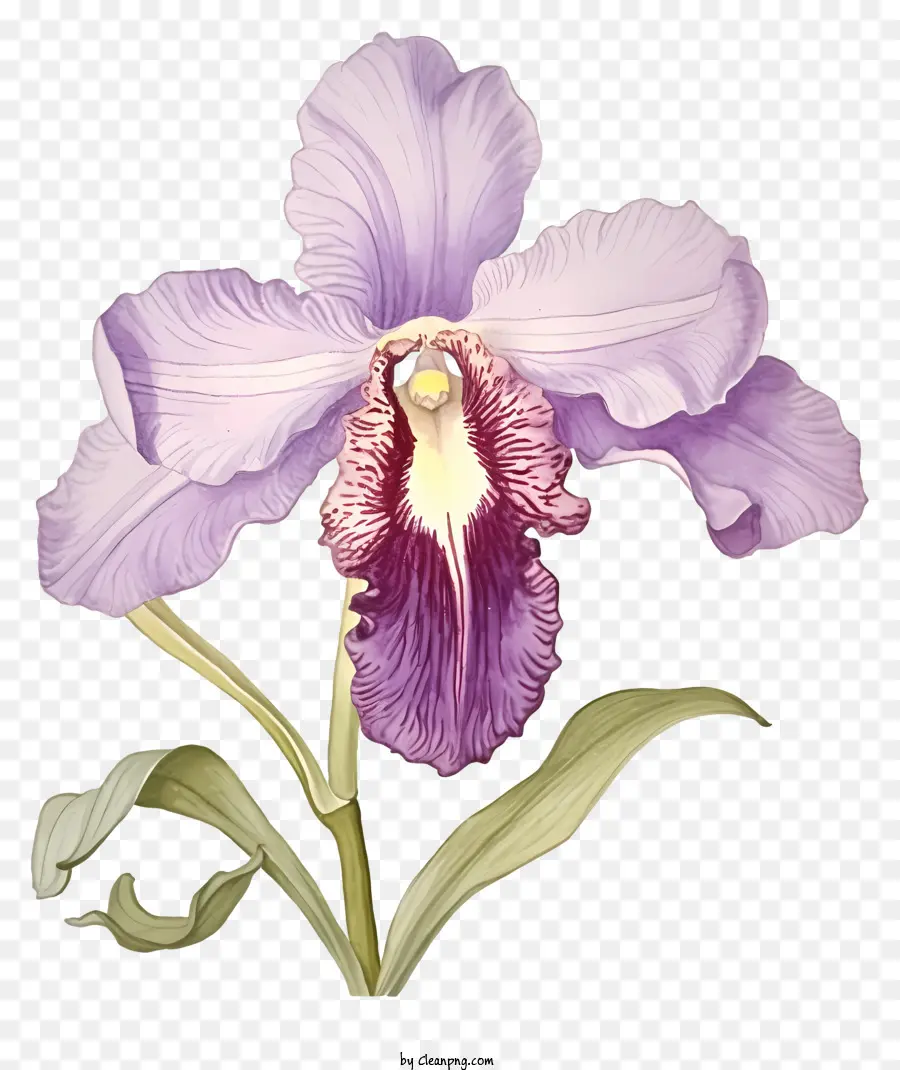 Violet Orchidée，La Photographie De Fleurs PNG