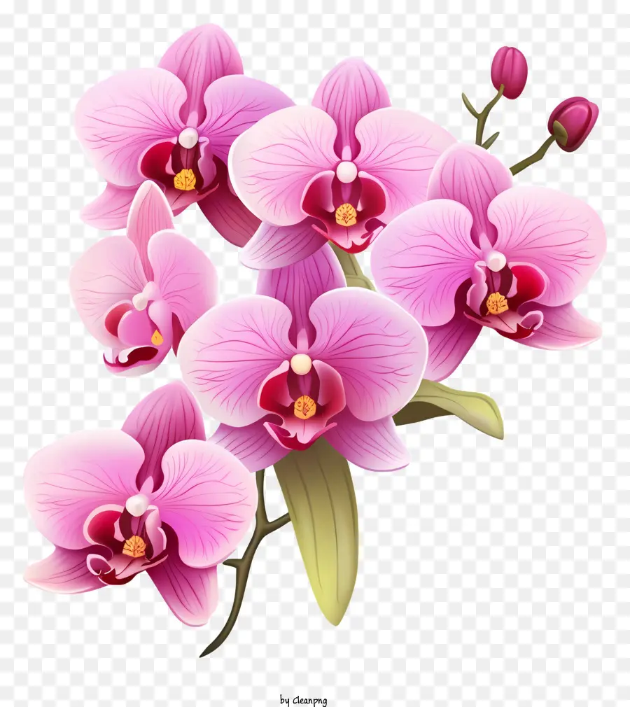 Orchidées Roses，Bouquet PNG