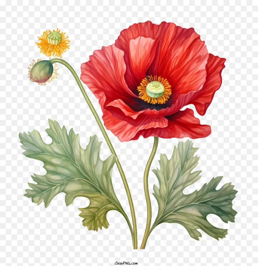 Fleur De Pavot，Usine PNG